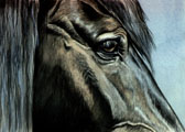 Eyes of Equus